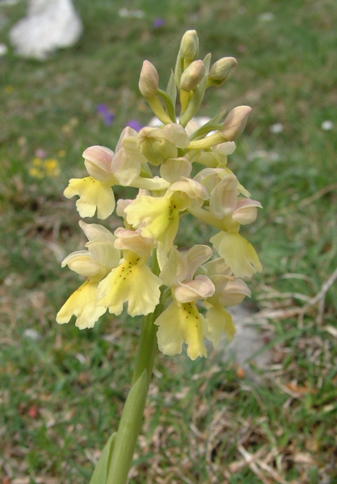 ibrido di orchis pallens?